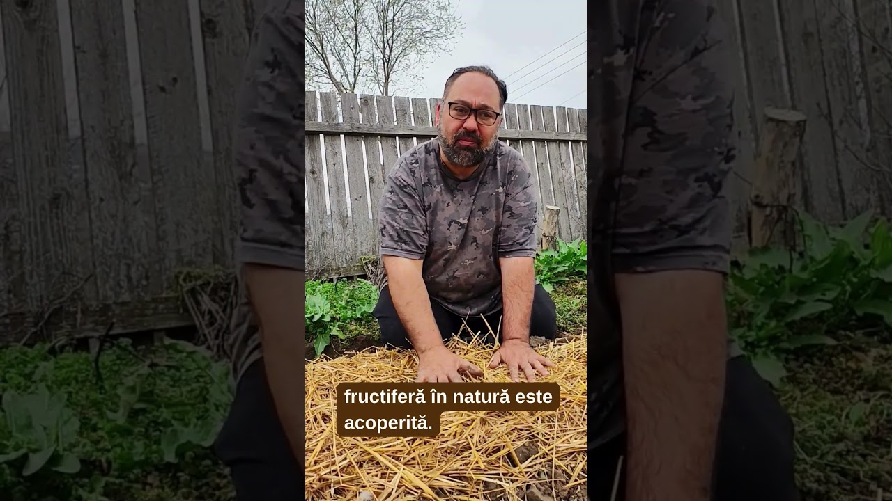 Mulch – Secretul unui sol sănătos și productiv!