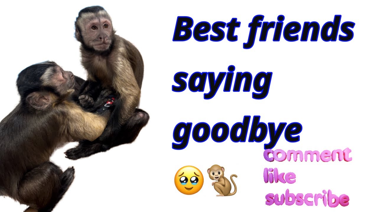 So much emotion for 2 sweet capuchin monkeys🩵. #capuchin #friends # ...