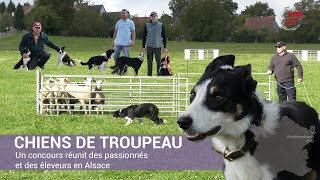 Allié Des Bergers, Le Chien De Troupeau Revient Dans Les Élevages