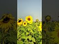 তোমাকে দিতে চাই ❤️🩹🌻