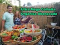 Super Ultra Mega Colheita Orgânica Abençoada/Super Ultra Mega Blessed Organic Harvest #FeijãodeMetro