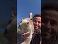my morning routine play with animal
