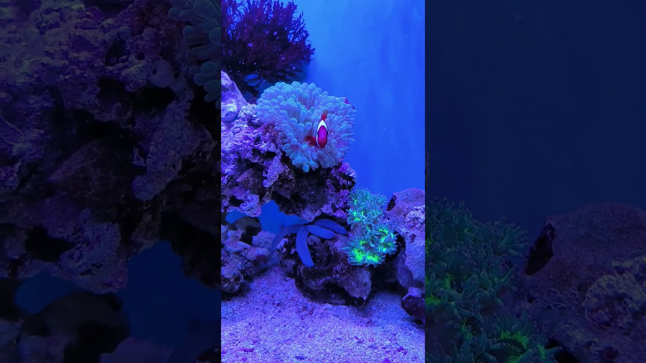 Tomato Clownfish characteristics 