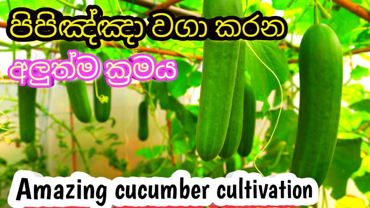 How to grow cucumber in sri lanka l Amazing cucumber cultivationකෙසෙල්