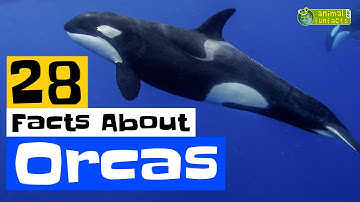 28 Facts About Orcas - Learn All About Orcas - Animals for Kids - Educational Video