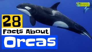 28 Facts About Orcas  Learn All About Orcas  Animals for Kids  Educational Video