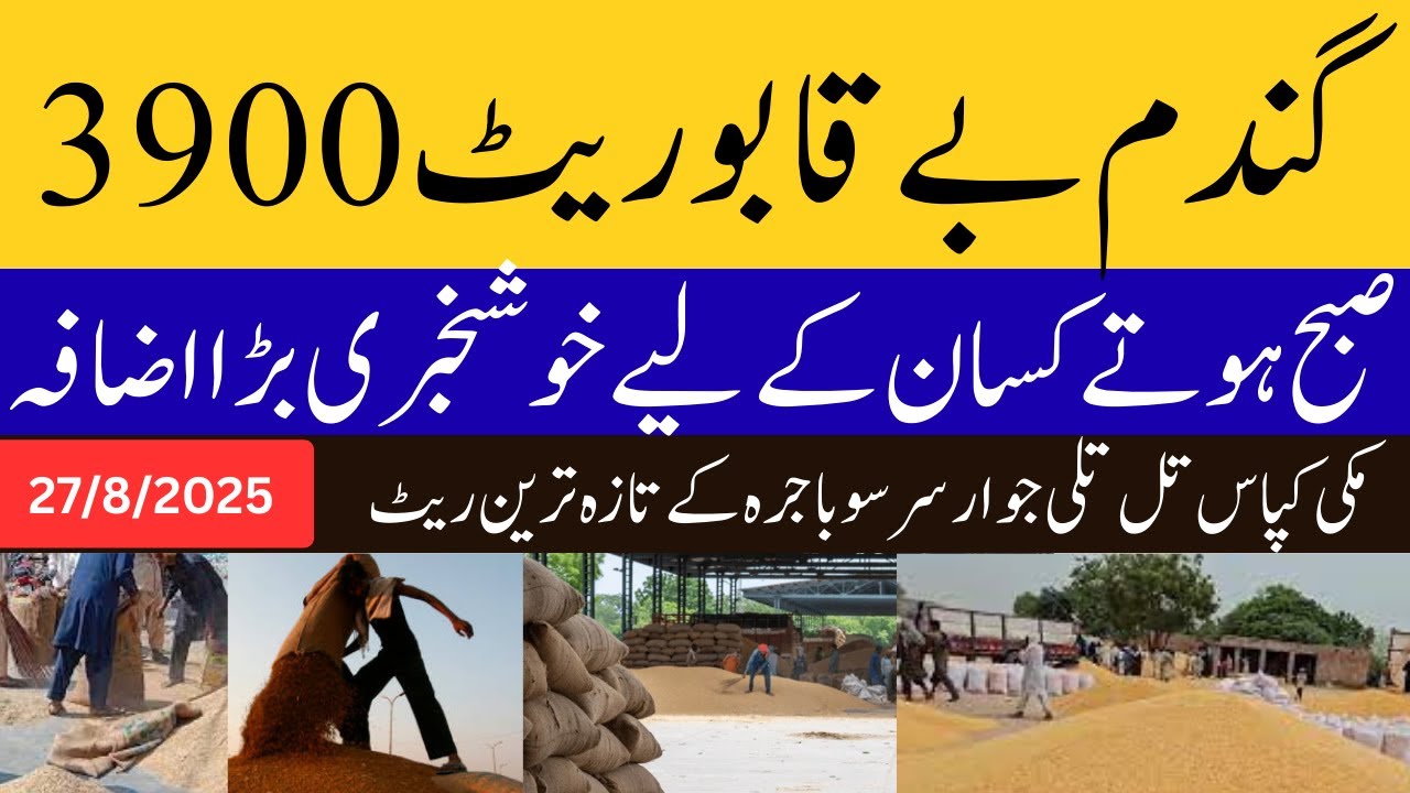 Today Wheat price in punjab pakistan 2025 || munji makki till sarso ...
