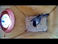 BirdCam 20230423