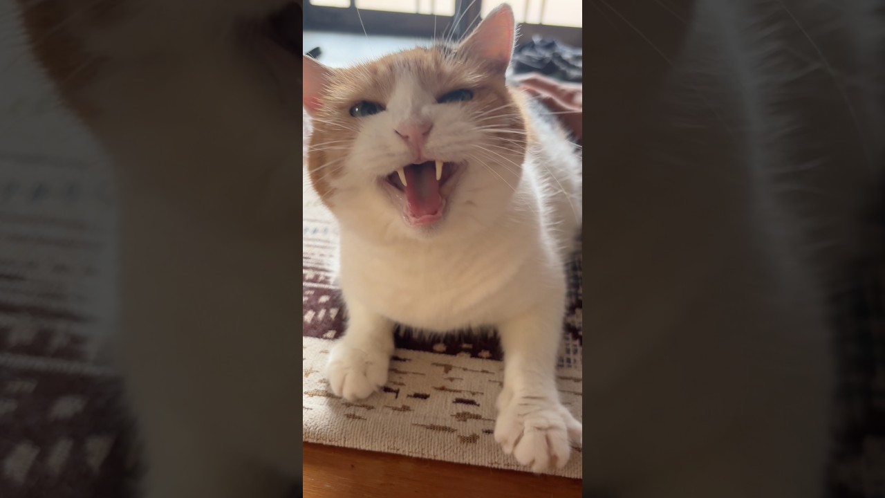 三毛猫】かわいいひと声のミケ - YouTube