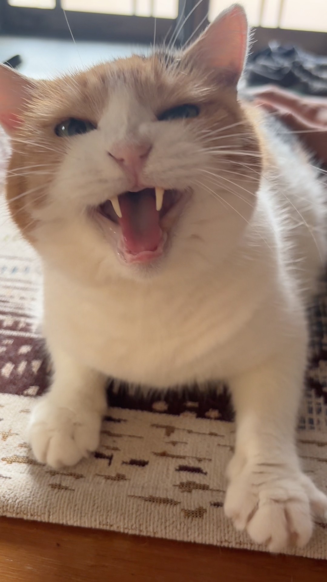 三毛猫】かわいいひと声のミケ - YouTube