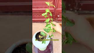 Title (English): Mastering Bougainvillea Shaping: Start Young for Perfect Plants