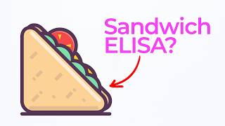 Sandwich ELISA Assay Explained Using Simple Visuals