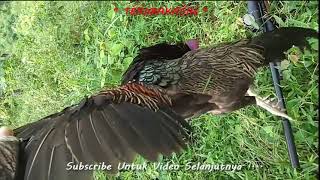 SANG PEMBURU  | BERBURU AYAM HUTAN SPOT TERBARU screenshot 3