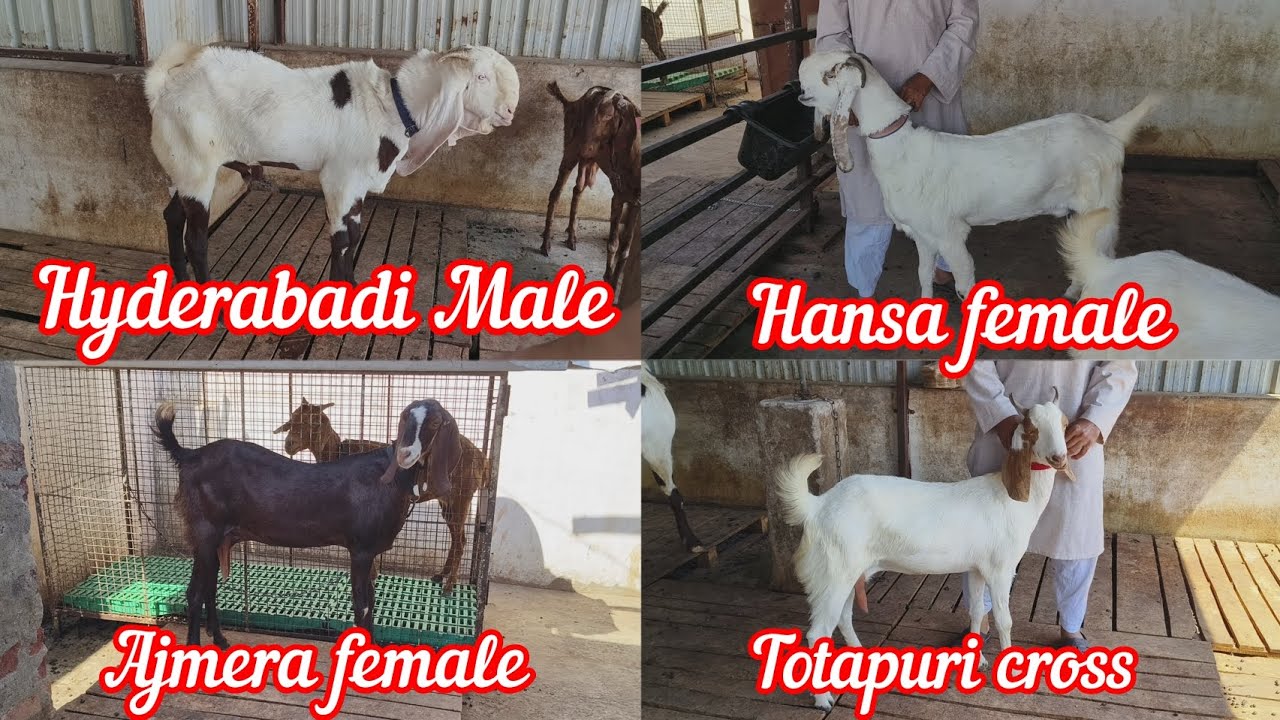 Masab Rind Multiple Breed || For Sale In Masab Tank , Majid E Qudusia | Hafiz ...