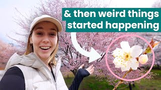Japan sent this Sakura Tree to Space... and then Weird things started happening by Currently Hannah 175,233 views 1 year ago 10 minutes, 26 seconds