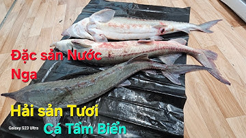 Bữa Tiệc Liên Hoan Lẩu Cá Tầm Thịnh Soạn |Hương Vị Đậm Đà [Tập 251] 