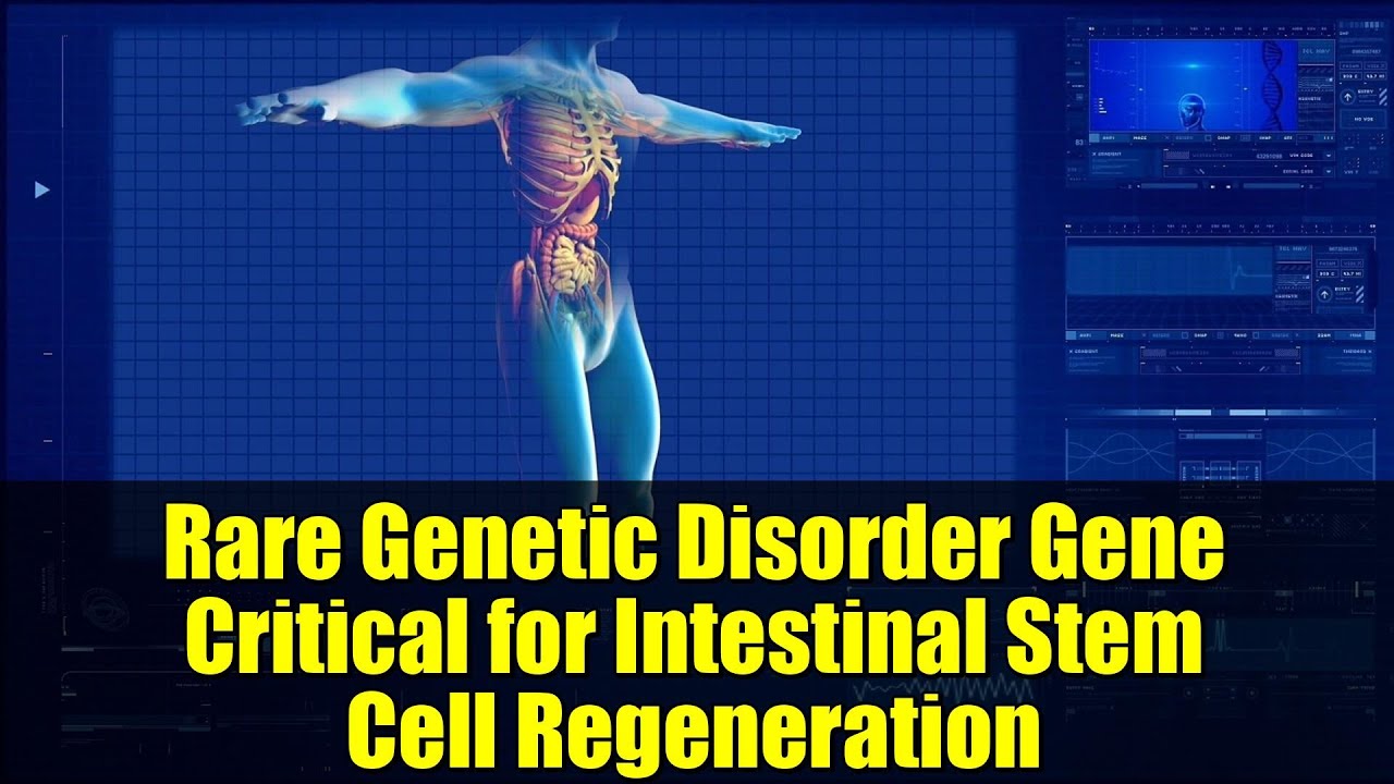 Rare Genetic Disorder Gene Critical for Intestinal Stem Cell Regeneration | EPFL Study