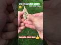 SAVING PEA seeds For NEXT YEAR - This Is How #gardening #trending #new #shorts #short #howto #grow