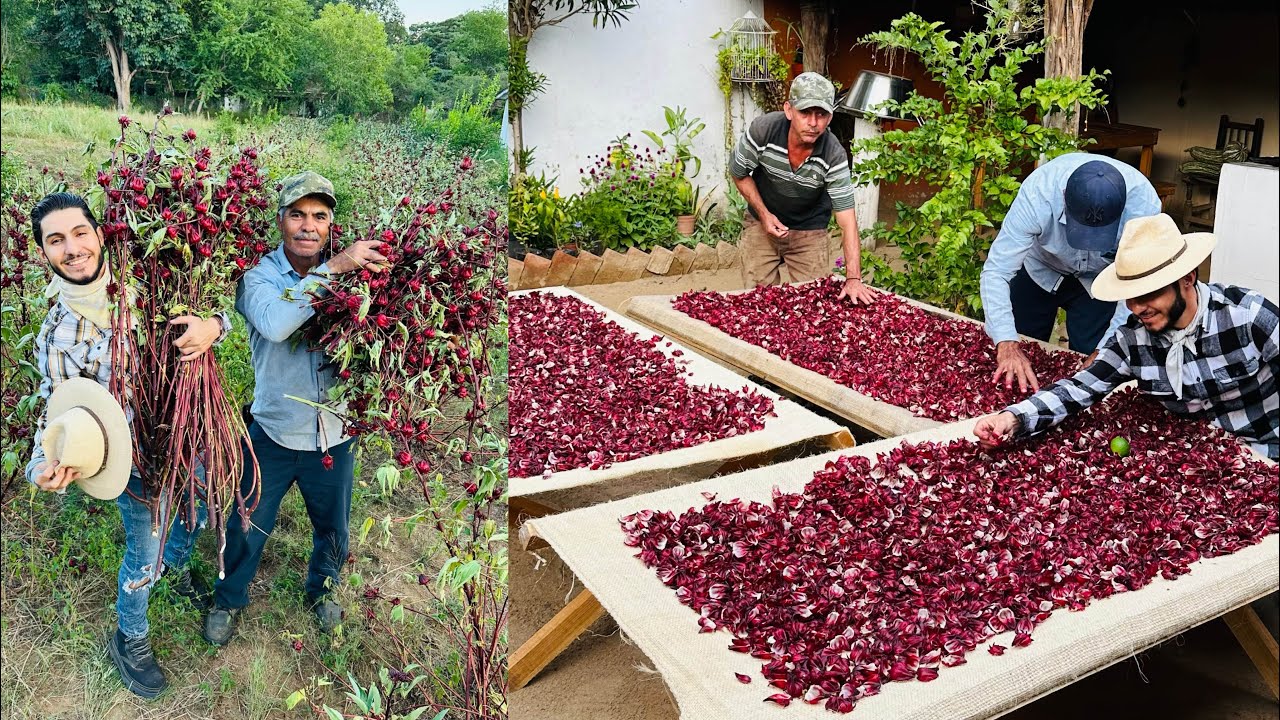 Iniciamos el Corte y Pizca de la “JAMAICA” nos sentimos orgullosos por esta bonita labor…