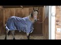 Bella goes in the paddock with her rug on for the first time. Some clips of Koning my 1st Friesian.