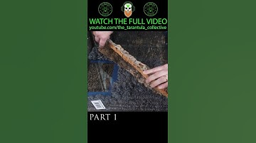 Ball Python Enclosure Build pt1 #shorts