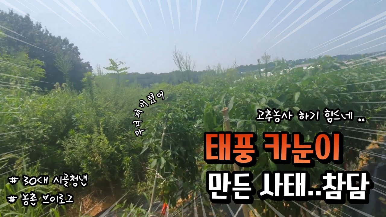 태풍이 지나간 흔적과  최악의 폭염까지..  I 30대 시골청년 I 고추농사 I 농사꾼 I 태풍이 지난간 흔적