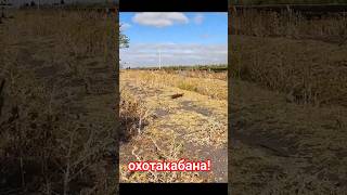 Реальная охота на кабана в лесу#охота #охотанад #охотавлесу #оружие #охотничьяжизнь #дикоеживотные