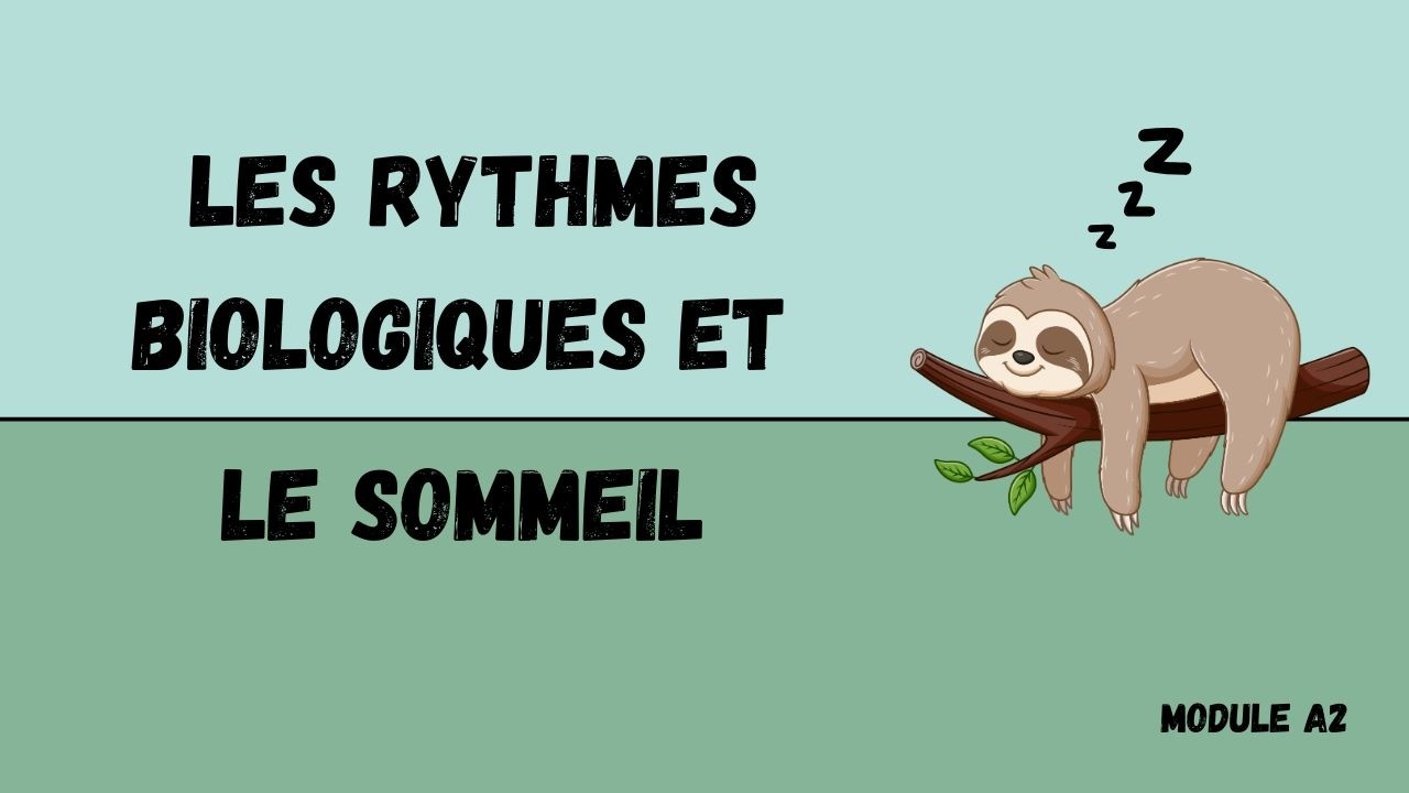 PSE : Les Rythmes biologiques et le Sommeil