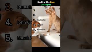 Ranking The Best Cat Fights😼