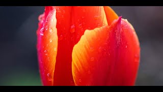 red tulip wallpaper screenshot 2