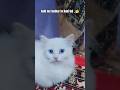 Cats Ko Kabhi Sudharna Nahi Chahiye🤣Aapko Kya Lagta hai? #cat #cats #cutecat #catlovers #shortsfeed