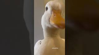 Duck math by clover the duck.