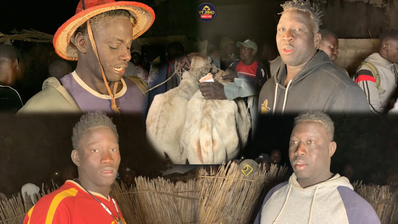 Départage des Bœufs Lamb Ndiebel Diamé Ndag Abou Assef Petit Ordi Maurice Caporal 20 Décembre 2025