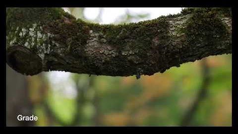 Panasonic GH5 V Log HLG test