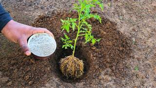 Never Plant Tomatoes Without This! For Bigger & More Fruit Do THIS 🍅