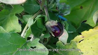 картинка: Конец августа