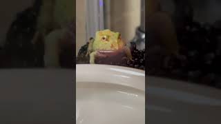 クランウェルツノガエル　アルビノ　ツノガエル　両生類