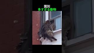 国別多すぎる動物