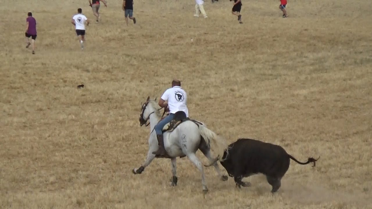 Corre que te Alcanzo  Encierro de Fontanar con toro de Jandilla 17 - 08 - 2024 GuadaEncierros