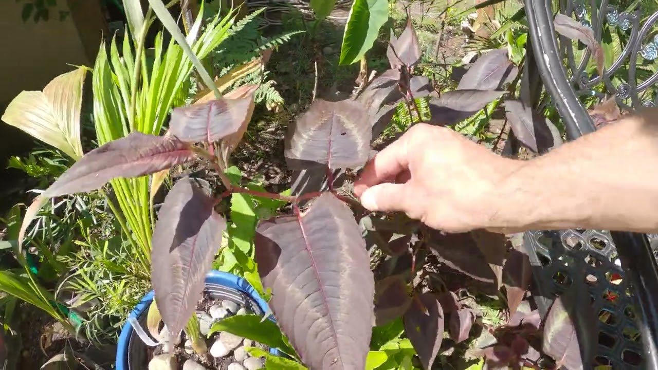 Persicaria microcephala for "tropical" gardens