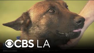 Pasadena Humane addresses pet safety and fireworks