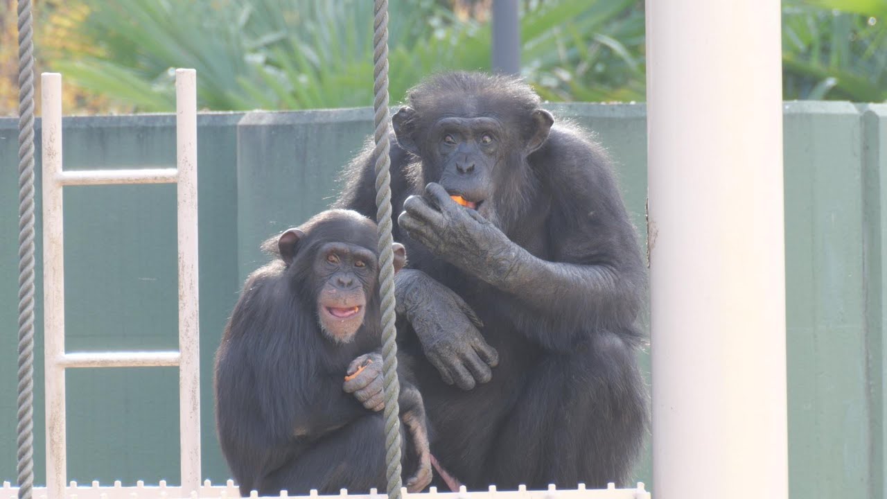 Poor Grandpa Charlie is used as Yotsuba's mating practice