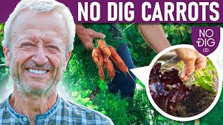 No Dig Carrots, easier than you thought