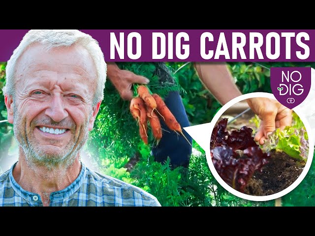 No Dig Carrots, easier than you thought class=