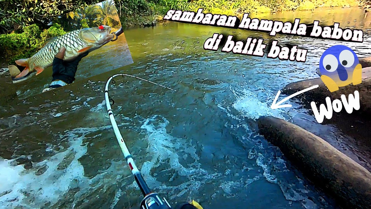 TERNYATA HAMPALA BABONNYA SEMBUNYI DI BALIK BEBATUAN ARUS DERAS || CASTING HAMPALA