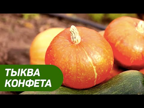 ТЫКВА КОНФЕТА. Как правильно посеять тыкву и как за ней ухаживать? Как посадить тыкву на рассаду?