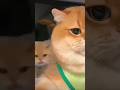 “The Kitten Who Wouldn’t Stop… Until This Happened
