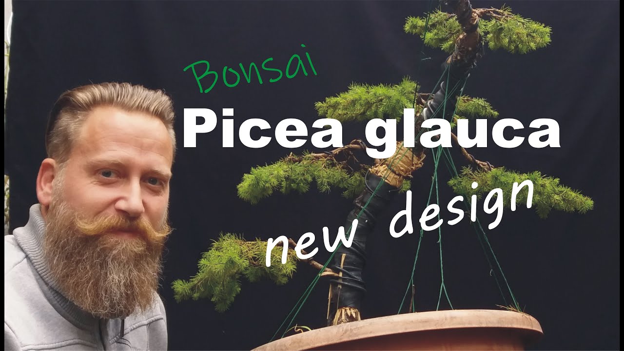 Erstgestaltung einer Picea glauca