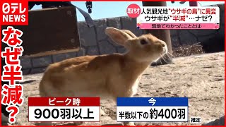 【“ウサギの島”に異変】観光客