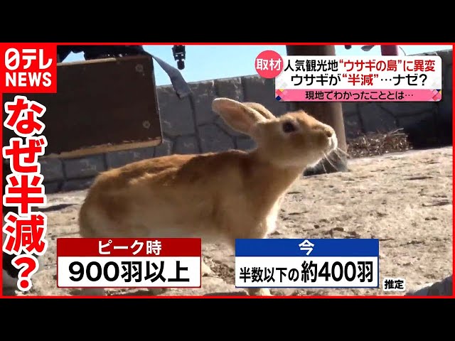 ウサギの島”に異変】観光客